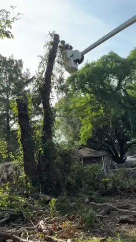 #fyp #arborist #bluecollar 