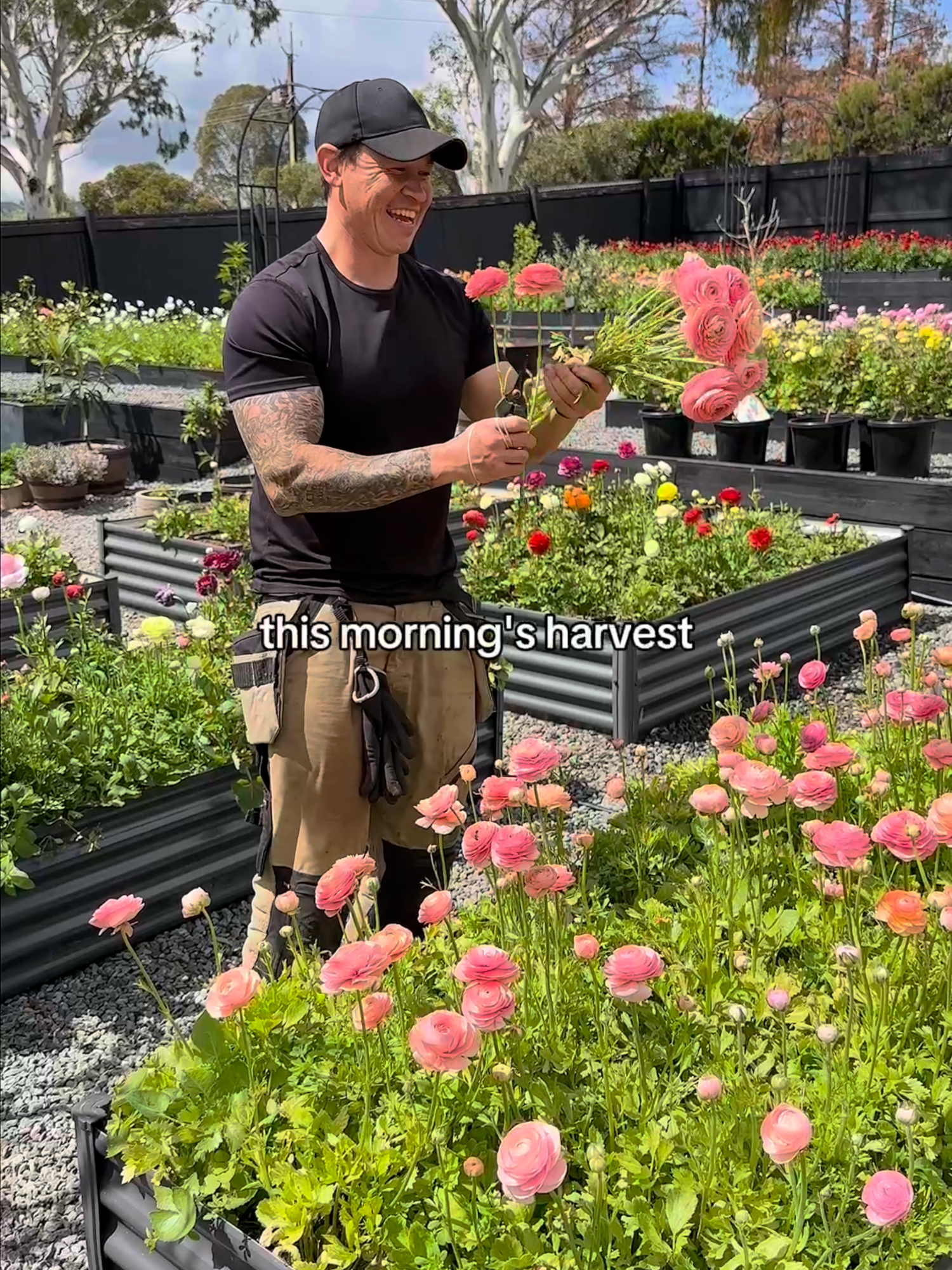 Our biggest Ranunculus harvest yet 🌸✨ A proud moment for us all especially for Farmer Rob, whose dedication has brought this dream to life. The season has officially begun, filling our days with colour, gratitude, and the joy of sharing blooms with our florists and local community. Here’s to the month and season ahead we can’t wait to share more of our farm with you! 💐✨ #littlelyndochflowerfarm #flowerfarm #flowers #farm #harvest #ranunculus