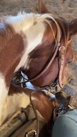 Oh babies gotta love them 😅 #apha #imzippenwithenvy #fyp #viral #horse 