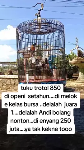 #muraibatuindonesia  #muraisingoedan #kicaumania