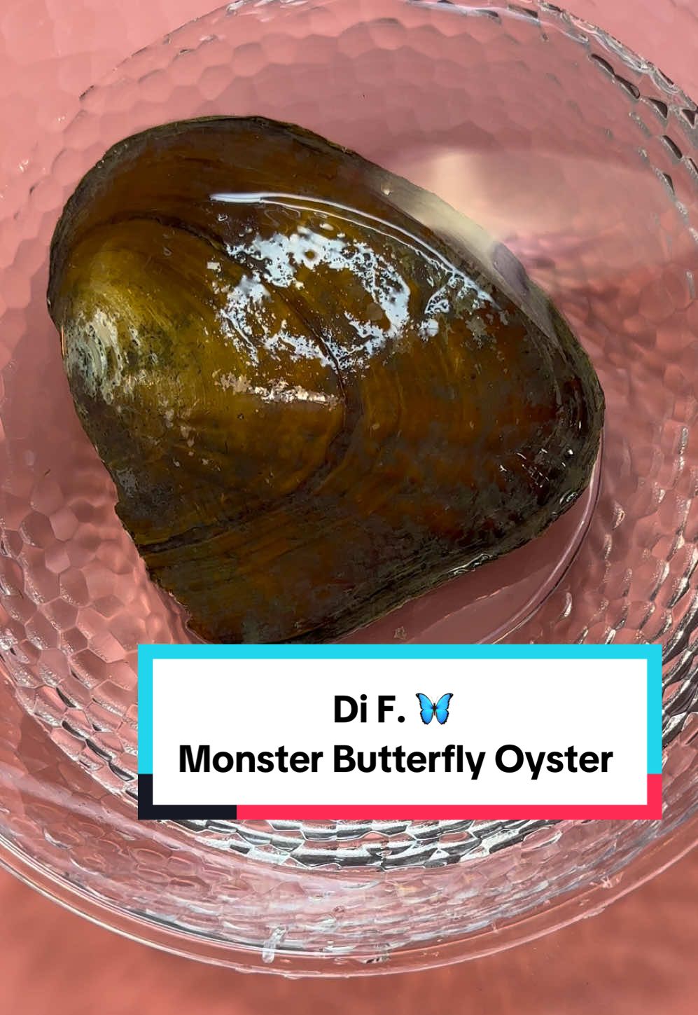 Di F. 🦋 Monster Butterfly Oyster  Tik tok DezLin Oyster Video - you can open at home or we can do a video -to order link in bio or go to DezLin.com Based in USA, California 🇺🇸 Thank You, We appreciate your order  #jewelry #bargain #deals  #pearl  #shopping     https://dezlin.com/search?q=oysters&type=product&options%5Bprefix%5D=last 