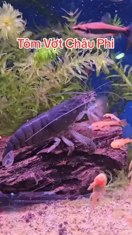Tôm Vợt Châu Phi #thuysinhtim #vuongquoccacanh #bethuysinh 