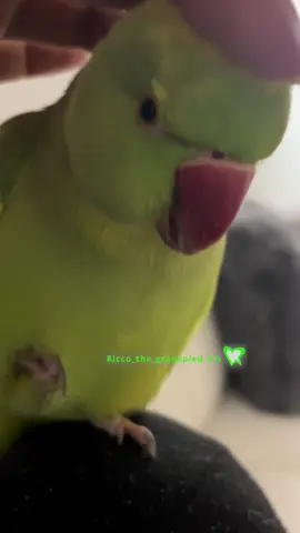 What do you mean it’s bedtime 🥹… Ricco would stay up all night with me if I let him, but it’s important to let your bird get at least 10-12 hours of a good nights rest. #fyp #reels #birds #explorer #fyppppppppppppppppppppppp 
