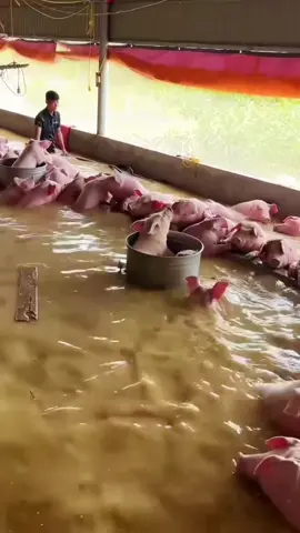 Ngập hết cả trại lợn rồi, mênh mông nước như này 🥹🥹🥹#trangtrai #chănnuôi #channuoiheo #bão #bãolụtmiềntrung 