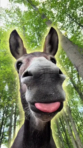 This is the typical donkey personality #tiktok #amazing #animal #fyp #cute 