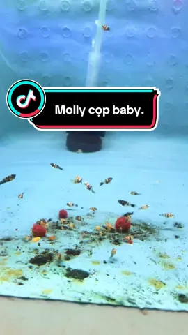 Mấy Cô Mấy Chú chờ tụi con lớn nhé.🐠🐠🇻🇳🇻🇳#MollySG #camolly #mollyfish #mollyhcm #mollyfish 