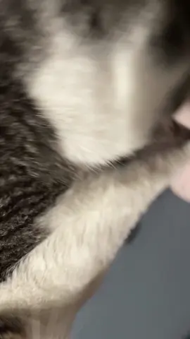 Mamá ábreme la puerta. día 4  #gato #parati #humor #foryoupage 