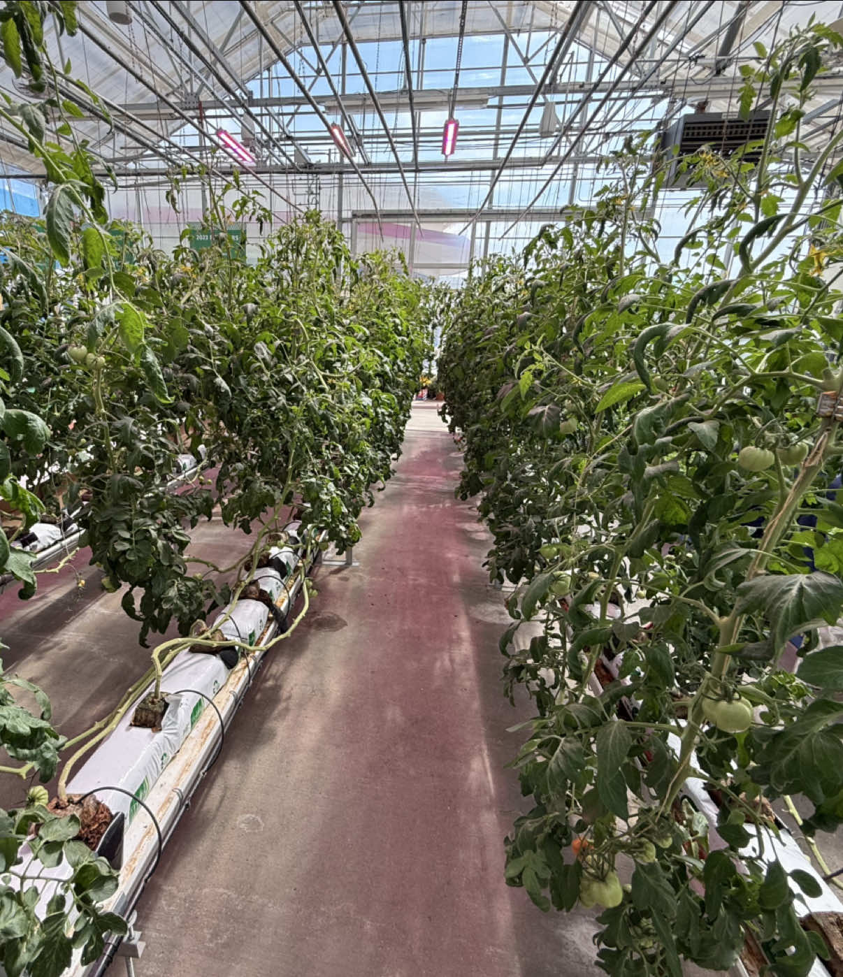 Virtual Tour of Big Tex Urban Farm!  The Non-Profit Hydroponic Growing Facility at the @State Fair of Texas 