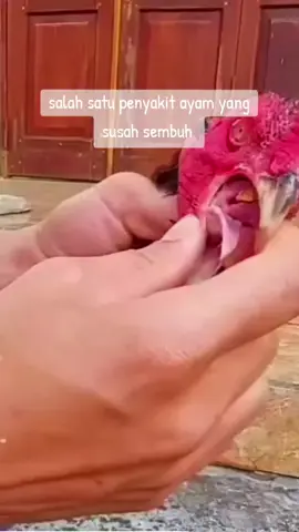 penyakit ayam goham/manikan #ayambangkoksuper #ayambangkokindinesia #viraltiktok #viral #fypシ゚ 