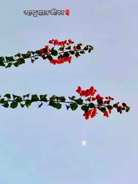 #প্রকৃতি🥰সৌন্দর্য #মালদ্বীপ🇲🇻🇲🇻প্রবাসী #🌸🌸🌸 