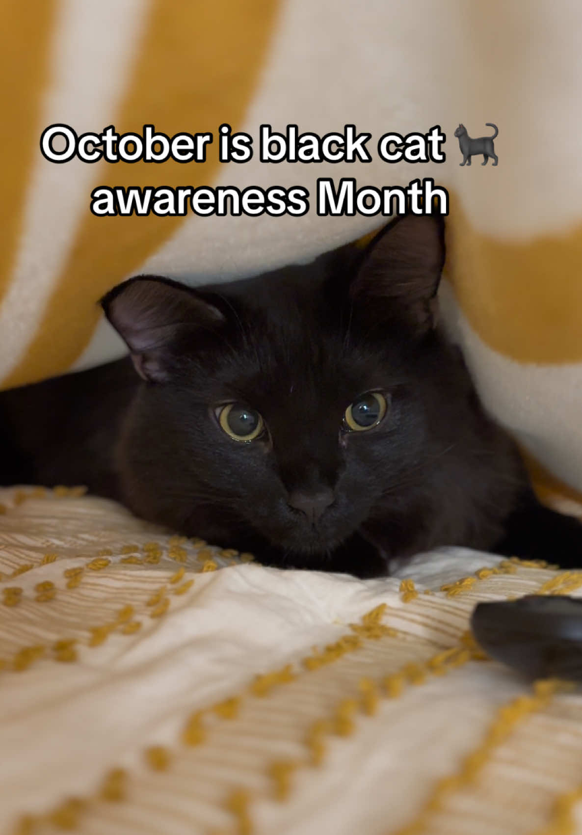 National Black Cat Day on October 27th is not just to celebrate our furry friends but to fight the harmful and negative superstitions “Black Cat Bias”. #blackcat #cats #october #halloween #meow 