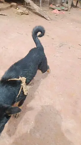 H@ha#con choá#humortiktok 