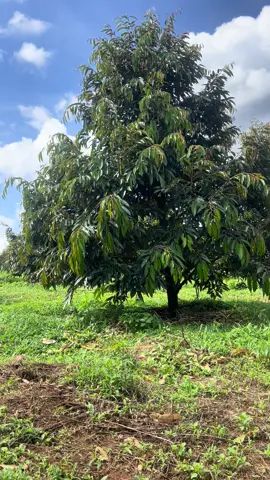 Gòng hết nổi rồi nha 🐶