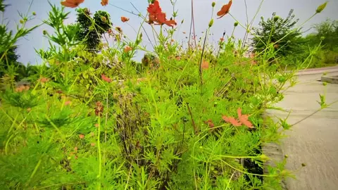 4K 60fps #foryou #foryoupage #foryoupage #viralvideo #unfreezemyacount @TikTok @TikTok Bangladesh 
