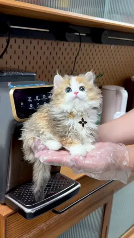 金三花塞尔凯克卷毛貓貓 lambkin羊羔猫 枫叶开脸，满背五粉泡面卷 各方面都是顶配！！ 这朵小花花这个板正啊🤩🧸 #munchkincat#kittenmunchkin#Napoleoncat#munchkin#meomeo#munchkinmalaysia#曼赤肯#短腿猫#cats#cute#猫#短足貓#fyp#kitten#kittensofttiktok#จีน 