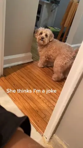 The dog’s gaze #funny #happy #dog #fyp #foryou 