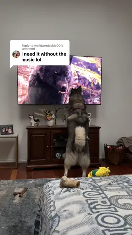 Replying to @welldamnjackie00  🫶 #husky #teamjacob #huskylife 
