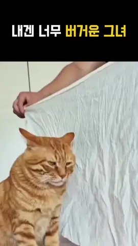 #고양이 #cat #첫만남
