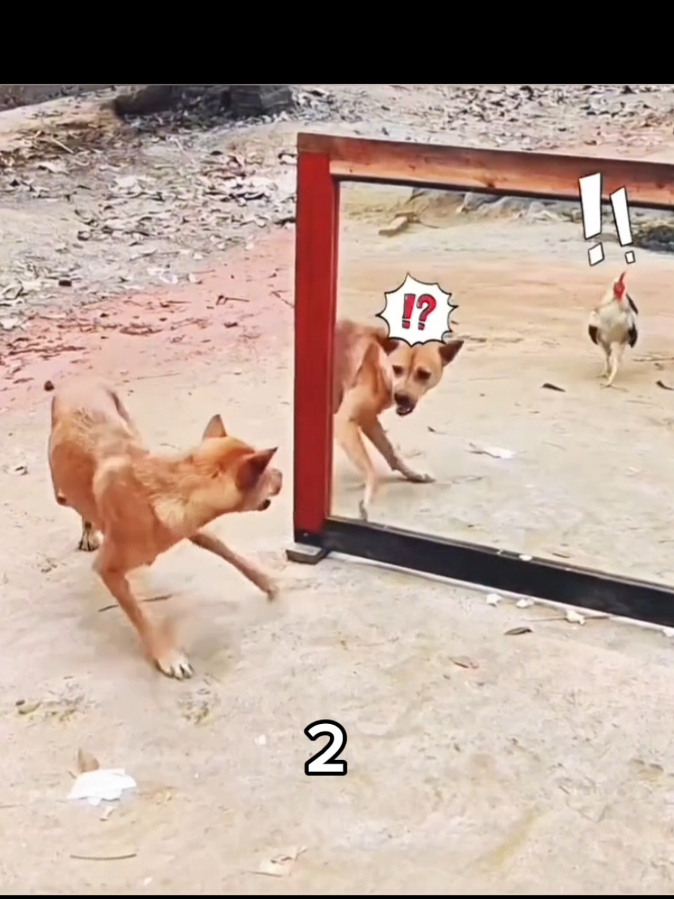 Ranking top 3 funniest Dog vs Mirror #funnyanimals #funnydog #funny #fyp #creatorsearchinsights #LIVEIncentiveProgram #LIVEwithlowfollowers #PaidPartnership 