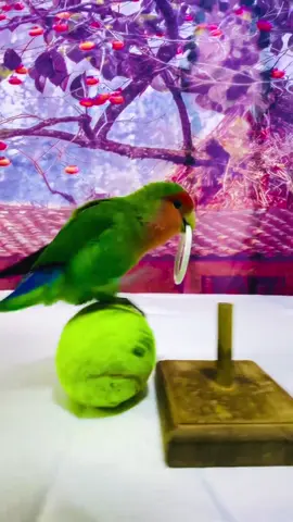 #Parrot #parrotsoftiktok #smartparrot #鹦鹉表演 