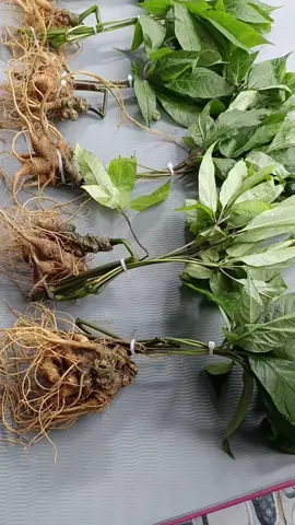 #sâmrừngngọclinh #sâmrừngngọclinh #sâmrừnghoàngliênsơn #sâmrừnghoàngliênsơn #sâmrừnggià 