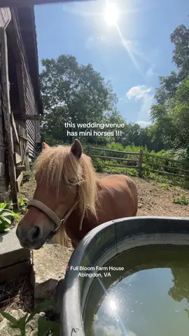 lil Sebastians 😇🐴 Full Bloom Farm House in Abingdon, VA #virginiaweddingvenue #miniaturehorses 
