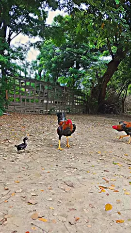 ရွှေရစ်ညီကိုနှစ်ကောင်ပ့ဗျ#တိုက်ကြက်ဝါသနာရှင်ညီအကိုများမဂ်လာဗျာ #fypပေါ်ရောက်စမ်း😒👊🏻မရောက်လည်းနေ🥴 #myanmartiktok🇲🇲🇲🇲 #မျိုးရိုးကတော့ ရှယ်ထဲကပါဗျ#ချစ်တဲ့စိတ်လေးနဲ့ကြည့်ပေးပါနော်😘😘😘😘 fypppppp