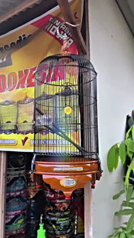 Sangkar tebok bnr reborn. #sangkarburung #sangkarlomba #sogon #lovebird #konin 