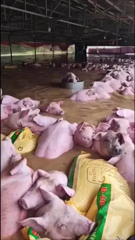 ဝက်စျေး ထပ်ကျအုံးမယ်ထင်တယ် 😅