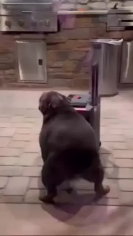 I miss my twerking queen 😔 #bulldog #fypシ 