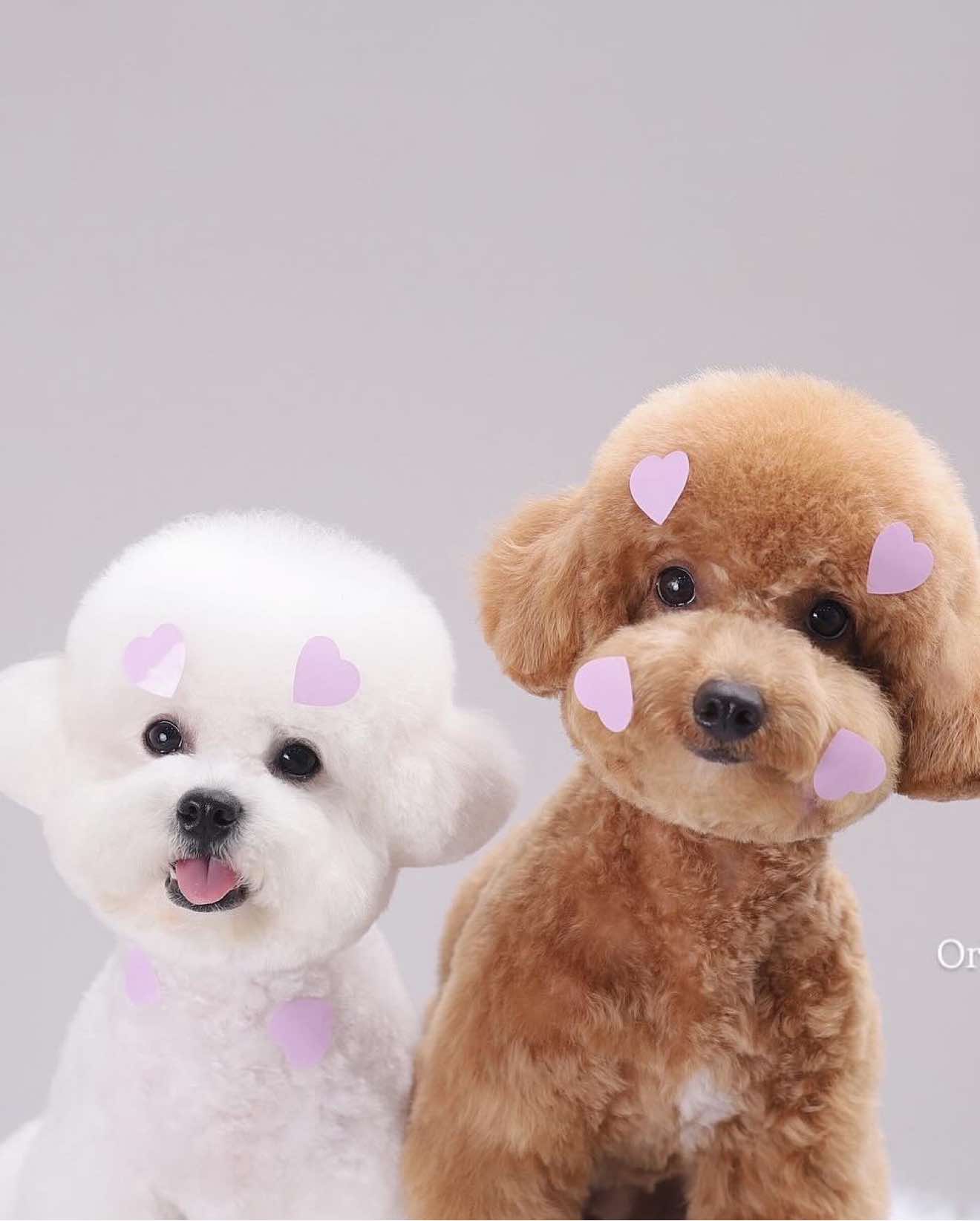Đẹp trai quá trời , gửi ba coi liền #tiktokgiaitri❤️‍ #bichonnhatranloc #oreopetsalon #tiktokvuinhon #xuhuớng 