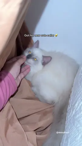 Collar for pets or cat #pet collar paracord #catcollar #fyp 