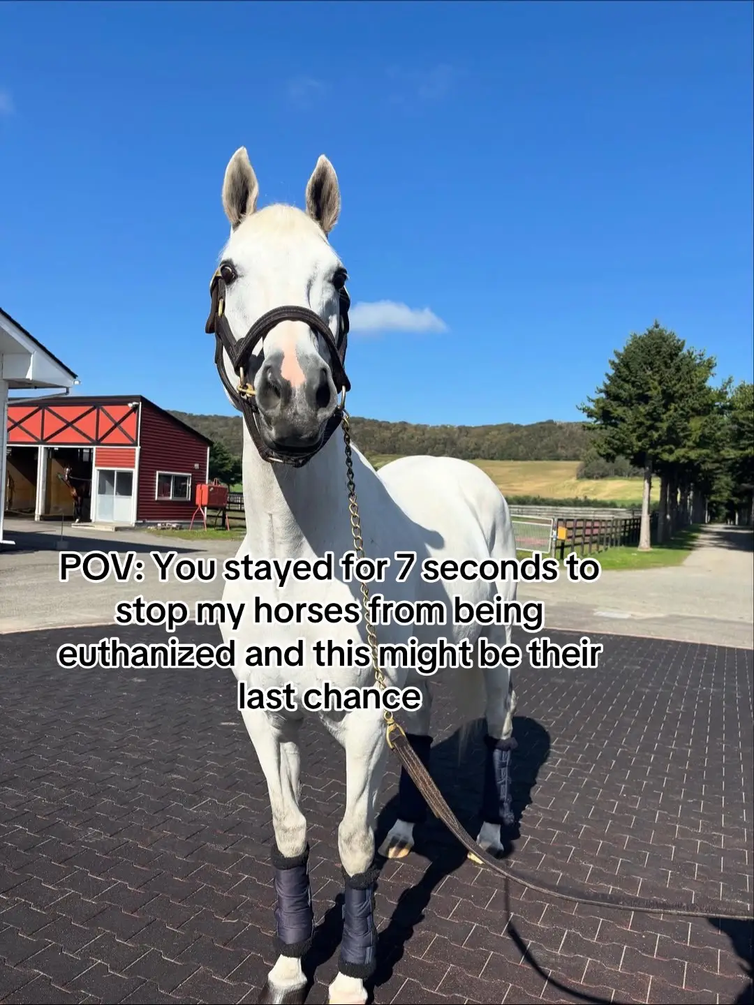 POV: You stayed for 7 seconds to stop my horses from being euthanized and this might be their last chance#newyorkcity #horsesoftiktok #horse 