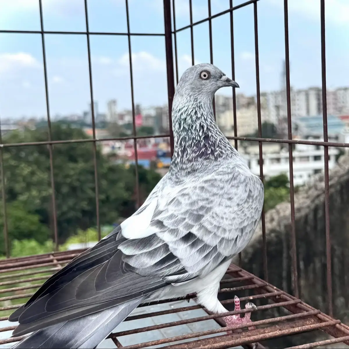 #মাসাআল্লাহ্♥♥♥ #কবুতরবাজ🌹 #কবুতর_প্রেমী #কবুতর_পাগলারা_কই_সাপোর্ট_করো🥰 #bairalvideoforyou_tiktok_ 