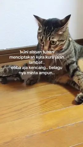 Kucing nya sampek syok gitu 😂😂 #kucing 
