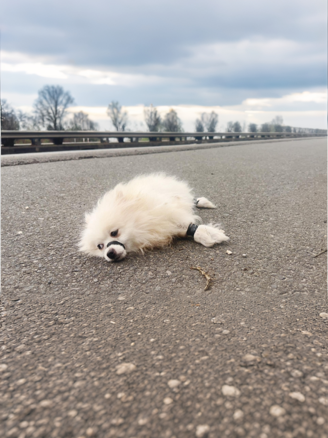 i found a poor abandoned dog on the highway when i looked into its eyes i decided to help and take it home to take care of it. #rescue #animals #cow_rescue #fyp #animals #puppy
