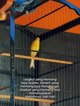 Oktober baik 🥳 #kenarimaniaindonesia #kenarimania #kenarimalangraya #kenariprospek #kenarinusantara 