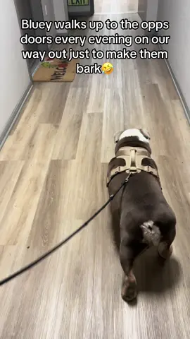 He wants all the smoke!💨🤣🐶🐾