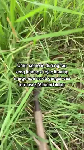 ndue yo Alhamdulillah ora ndue Yo Bismillah 😇 #sobatngaret #peternakmuda #4upage #xyxbcafypシ #berandatiktok 