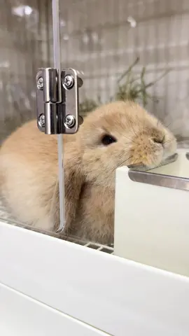 あざとかわいい顎乗せ🥰 #うさぎ#うさぎ専門店#うさうさラビトリー東松山店#ホーランドロップ#rabbit