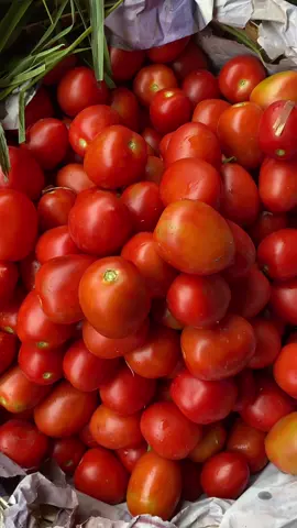 Yang cari tomat merapat bos ku 👍🏻 lokasi : Medan #petanimuda #tomat #sayurmayur #fyppppppppppppppppppppppp #ivommtc 
