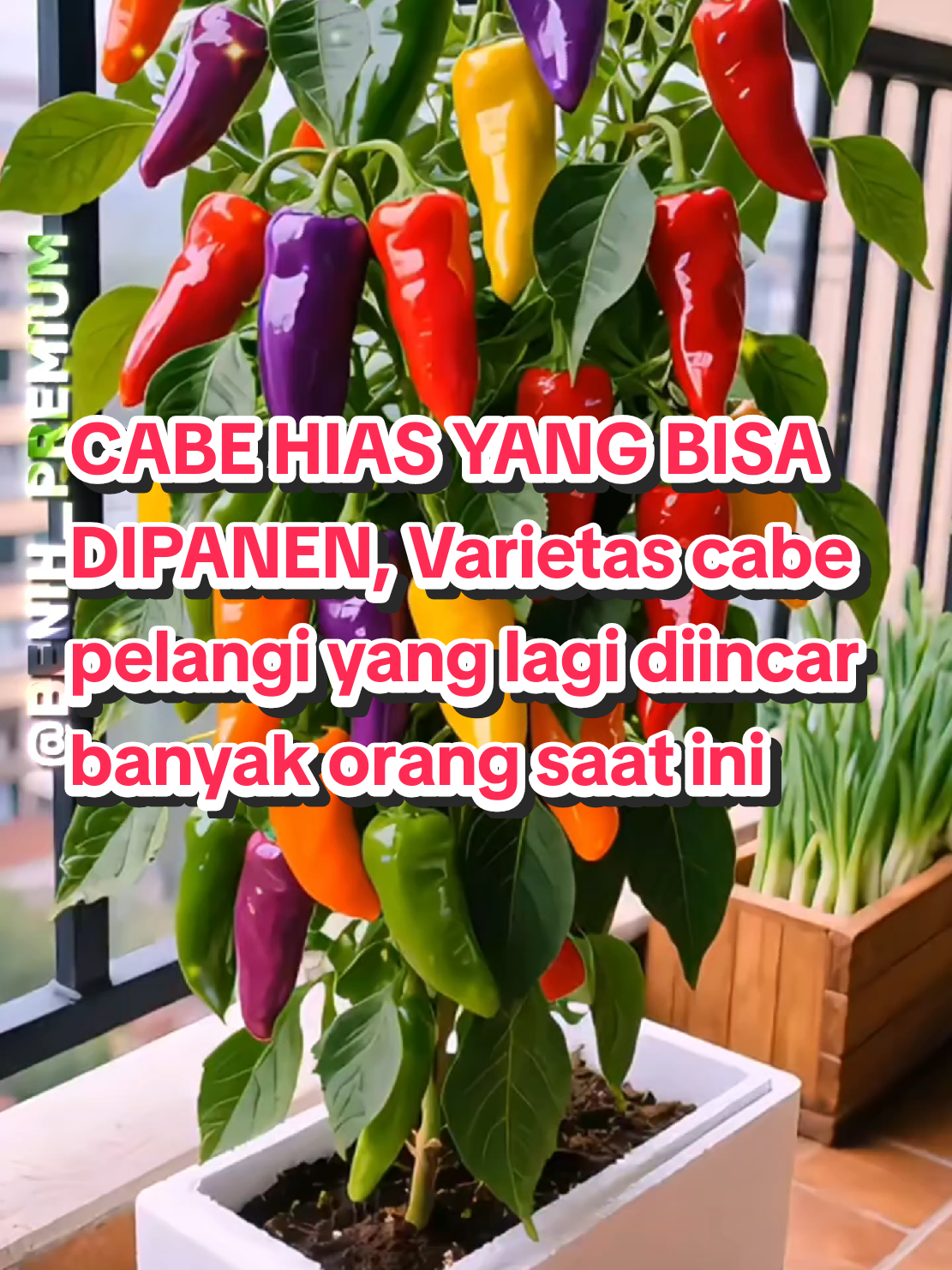 Cabe pelangi dompol, varietas cabe yang sedang diincar banyak orang saat ini. selain jadi hiasan juga bisa dipanen dan melimpah. yang mau coba tanam, kami ridi benih kualitas premium nya ya.  #cabepelangi🌈  #benihcabepelangi  #cabewarnawarni  #cabehiasbisadipanen  #benihpremium