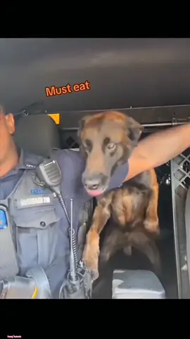funny and cute dogs compilation 😂... #dog #dogs #pet #pets #funnydogs #funnypets #funnyvideos #fyp #fypシ゚ #foryou 