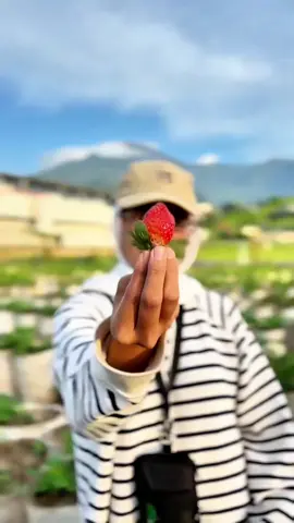 Waktunya Petik strawberry dulu🍓🍓 #gucitegal #petikstrawberry #mamapiresortcafe #fyp #fyppppppppppppppppppppppp 