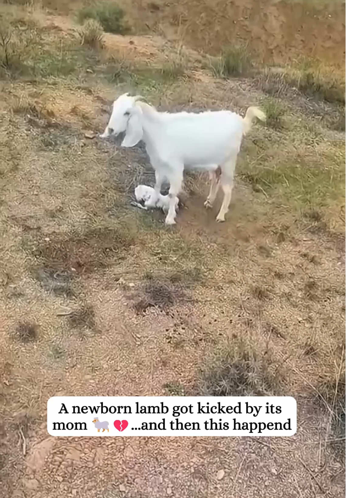 Rescued a newborn lamb…#rescue #fyp #lamb #goat #animals 