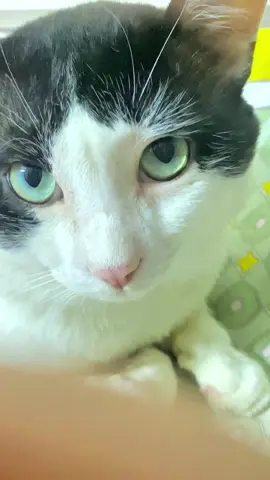 Follow the trend 🥰😍 #cats #catsoftiktok #reels #trending #viral 
