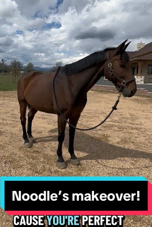 Sometimes a mini makeover is so effective🤤 Noodle’s as handsome as ever💕 #horse #makeover 