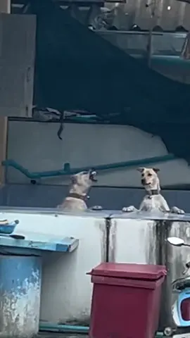 Đang hóng chuyện mà mắc cãi nhau 😂#petcute #khoanhkhacdangyeu #chó 