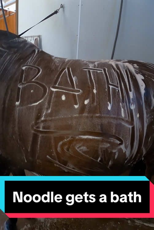 Replying to @Twisted_Psycho_Middy I groom my horses A LOT.. but yes! Noodle gets baths too!🥰 #horse #equestrian #bathtime 