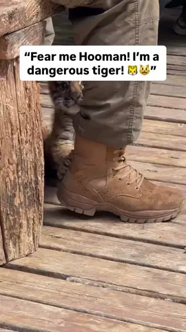 ⚠️ Everyone please beware 🫠 #tiger #catsoftiktok #cute #fyp #tiktok 